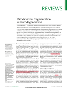 Mitochondrial fragmentation in neurodegeneration