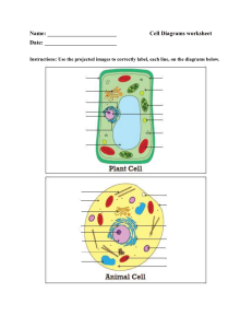 Cell Diagrams worksheet