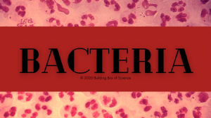 Bacteria Presentation