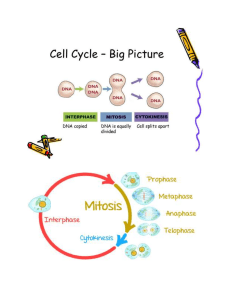 Cell Cycle Graphic Organizer