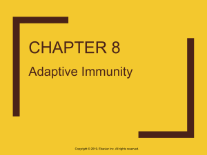 Adaptive immunity 4 