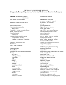 Neuroanatomy Glossary