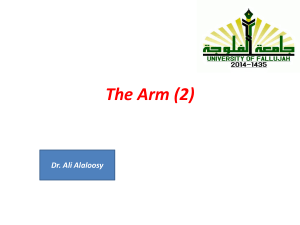 7 the arm (2)