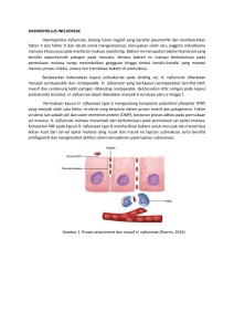 HAEMOPHILLUS INFLUENZAE