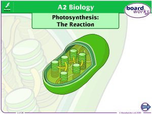Photosynthesis The Reaction.ppt