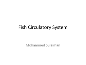 Fish circulatory system
