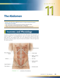 Assessment - The Abdomen