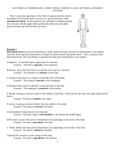 Anatomical Terminology Worksheet