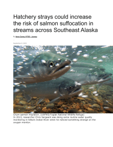 Hatchery strays could increase the risk of salmon suffocation in streams across Southeast Alaska