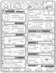 meiosis doodle notes