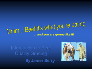 Beef-Grading054