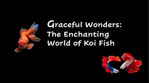 Mike| Michael Savage of New Canaan - Graceful Wonders The Enchanting World of Koi Fish - Information