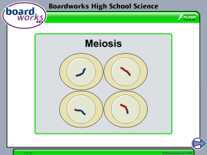 meiosis