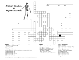 Anatomy Directions & Regions Crossword