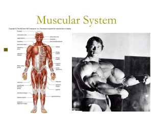 muscle system 
