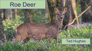 PPT-Roe-Deer