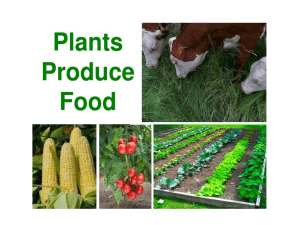 Plant Nutrition