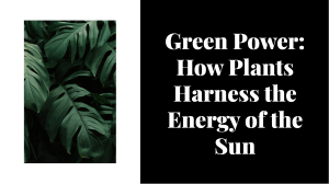 wepik-green-power-how-plants-harness-the-energy-of-the-sun-20230927095057ho2X
