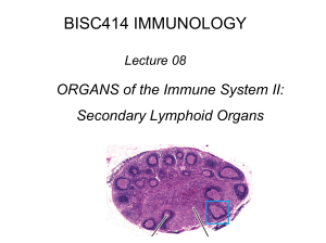 Lecture 8 Lymphoid Organs IIS