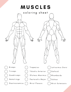 Muscles & Skeleton Coloring Sheet