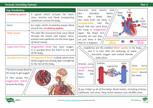 respiratory and circulatory notes