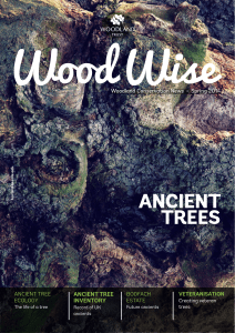 wood-wise-ancient-trees