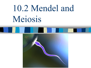 10.2  Biology Mendel and Meiosis