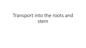 Transport into the roots and stem