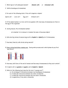 Meiosis review student sheet