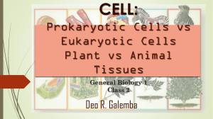 3.-Prokaryotic-vs-Eukaryotic-Cell