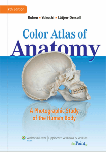 anatomy atlas 2011 J Rohen