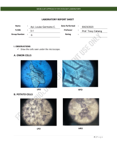 Api Animal Cell (activity sheet)