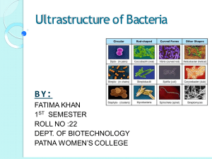 Ultra Structure of Bacteria (3)
