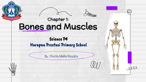 SCIENCE P4 - CHAPTER 1 - B MUSCLES AND MOVEMENT
