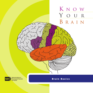 know-your-brain-brain-basics