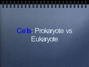Prokaryote-VS-Eukaryotes (1)