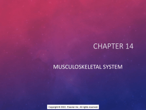 Chapter 14- Musculoskeletal student version (2)