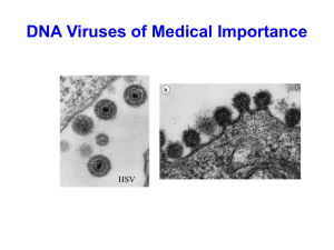DNA viruses lecture 23