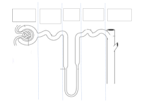 nephron A4