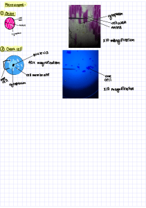 Cell drawing and micrographs