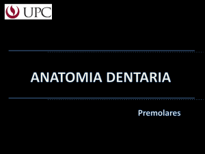 02 Anatomía dentaria de premolares permanentes(3)(1)