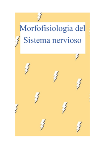morfofisiologia-del-sistema-nervioso