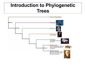 Introduction To Phylogenetics Lecture