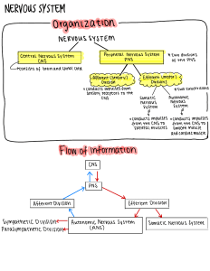 Nervous System OVERVIEW Summary