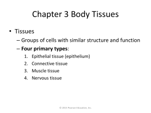 Tissues - Epithelial tissues