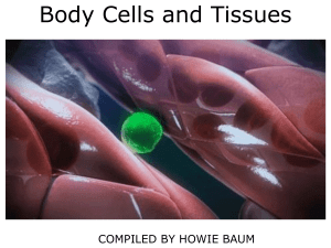 very short presentation about Cells and Tissues