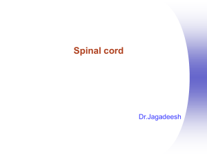L3 -(Ana) Spinal Cord (1)