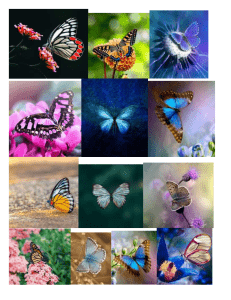 Butterfly Images: A Diverse Collection