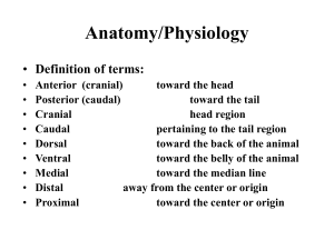 Lecture 3 Anatomy & Physiology