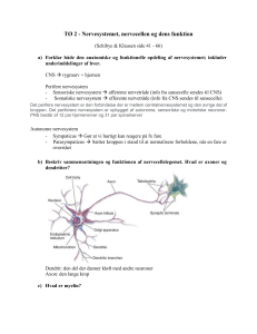 TØ 2 - Nervecellen